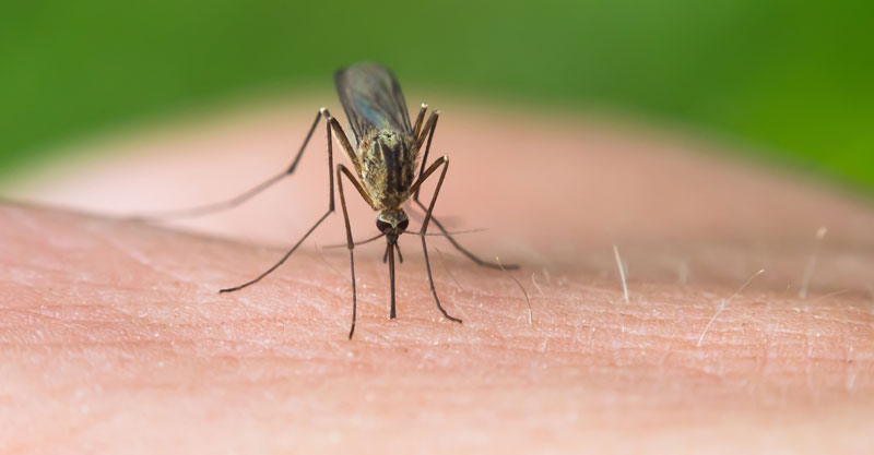 יתוש. צילום אילוסטרציה א.ס.א.פ קריאייטיב/INGIMAGE