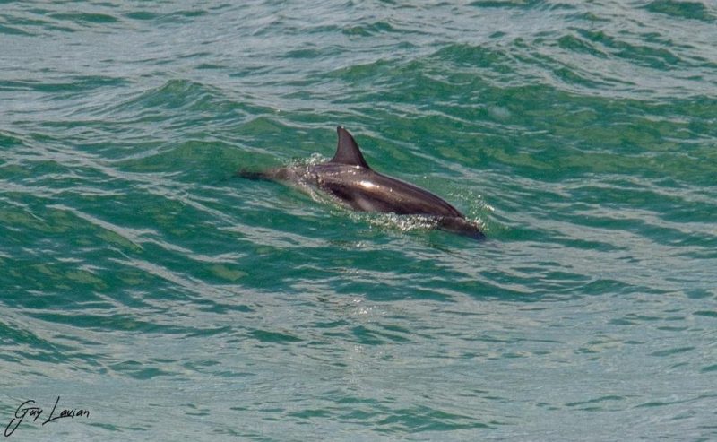 דולפין ממין סטנלה מול חופי הרצליה, צילום גיא לויאן ואלון פן רשות הטבעה והגנים